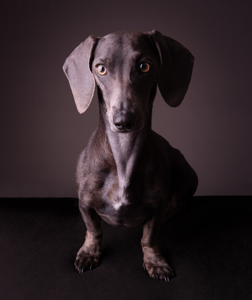 Retrato de Antonia, perra salchicha