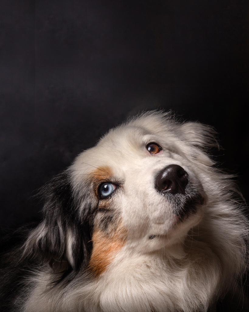 Retrato final de perro border collie