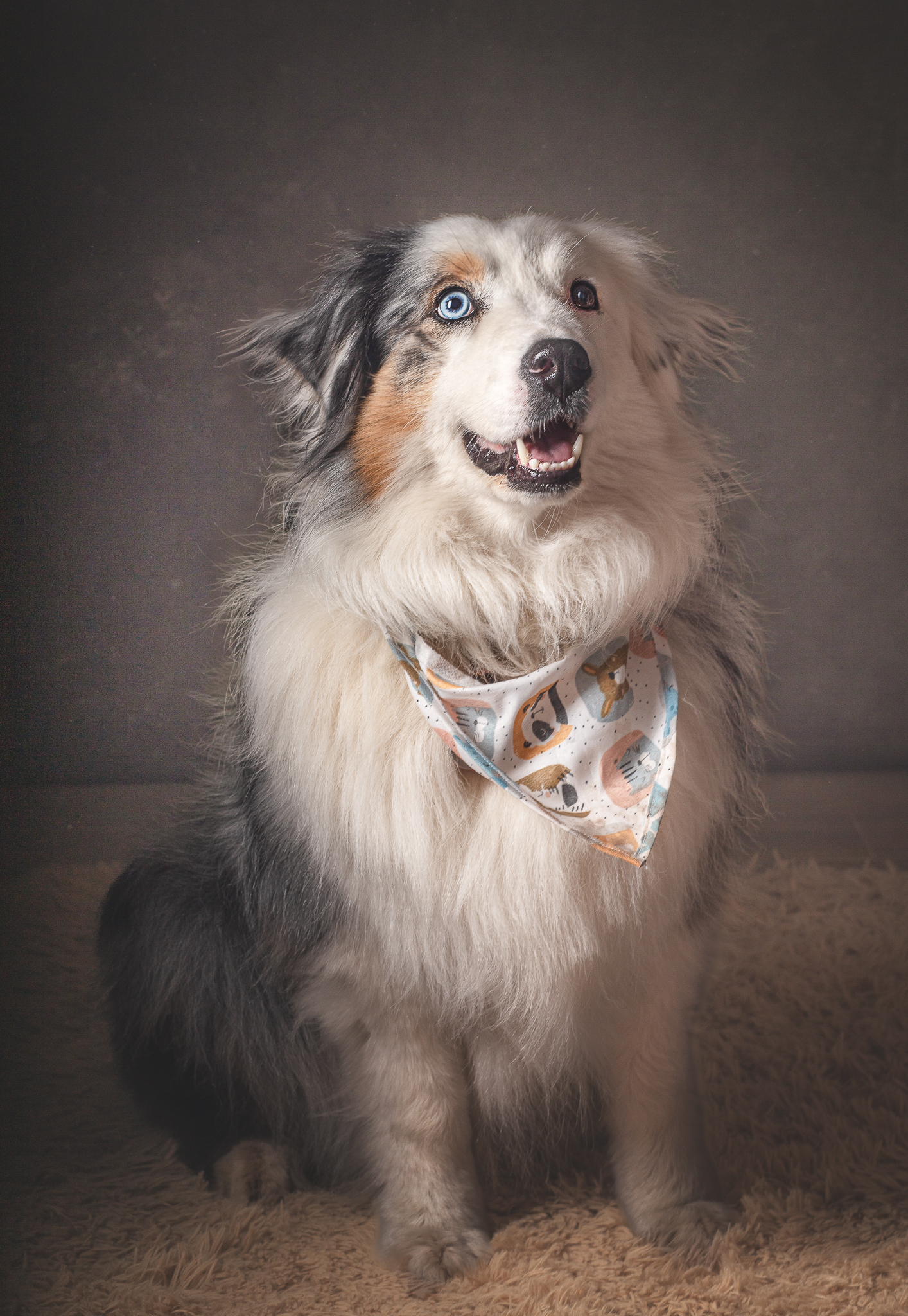 Retrato de Gala, ovejero australiano de ojos bicolor