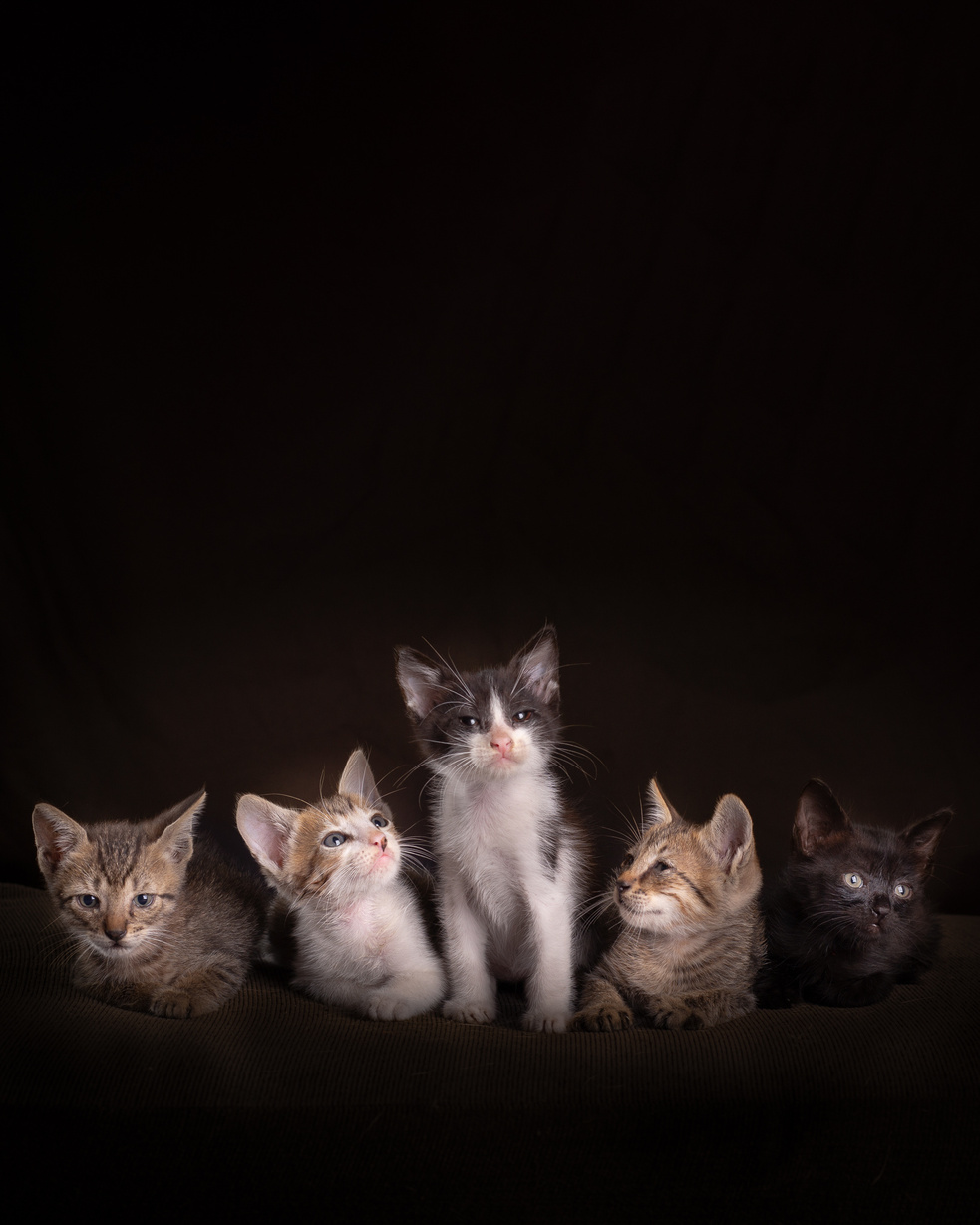 Grupo de cinco gatitos en sesión de estudio