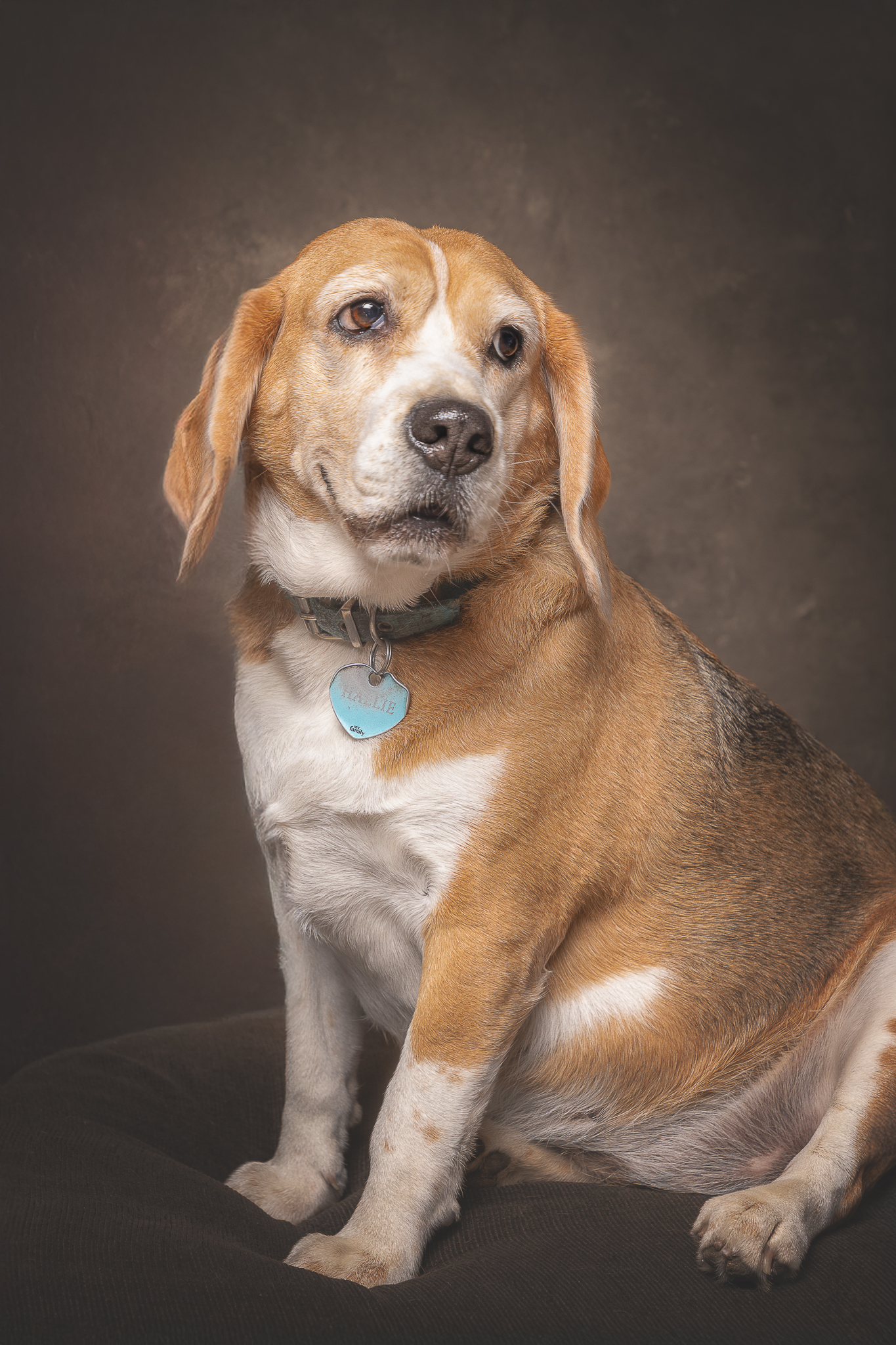 Retrato de Hallie, perra beagle