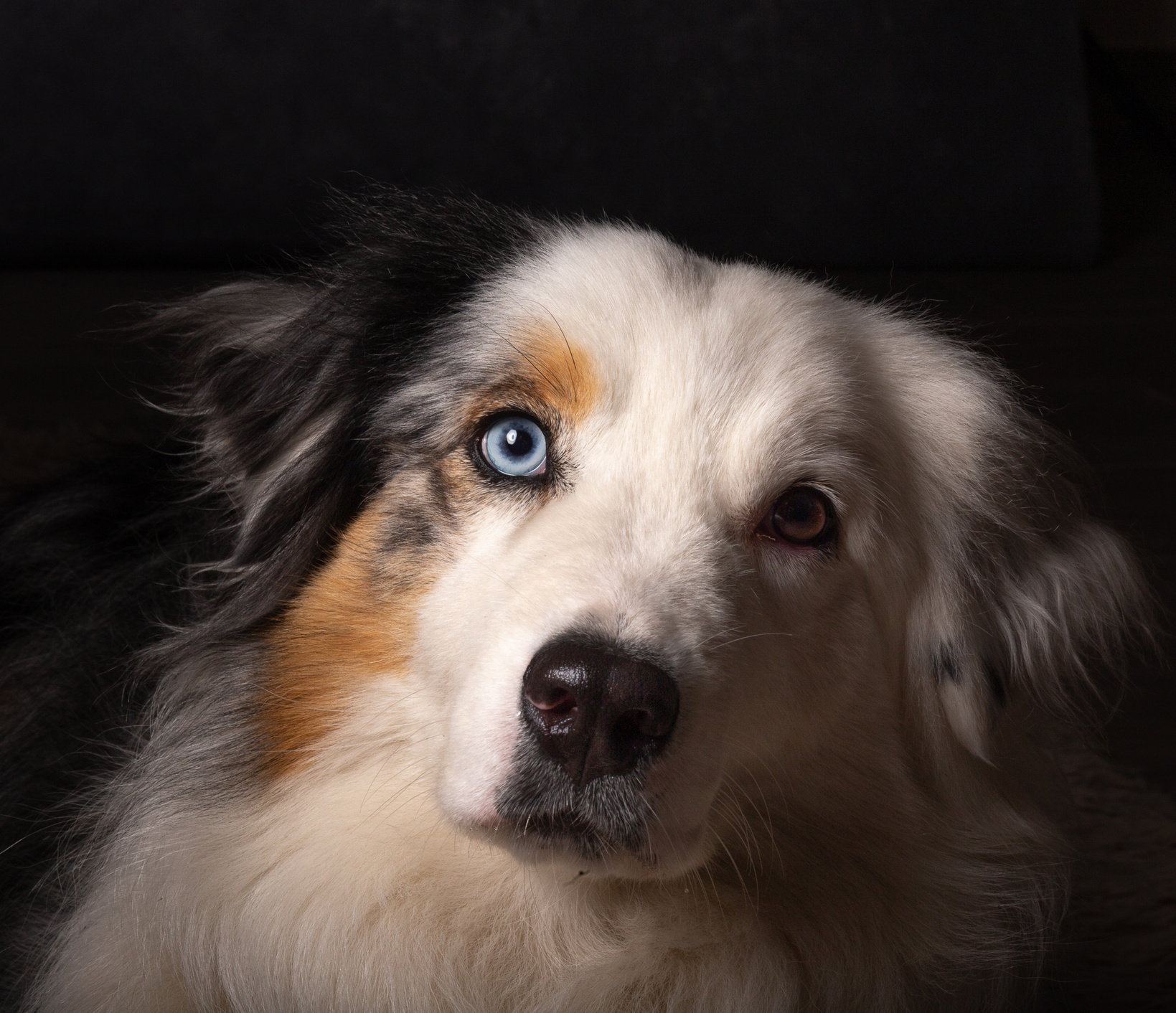 Retrato artístico de perro border collie con ojos bicolor
