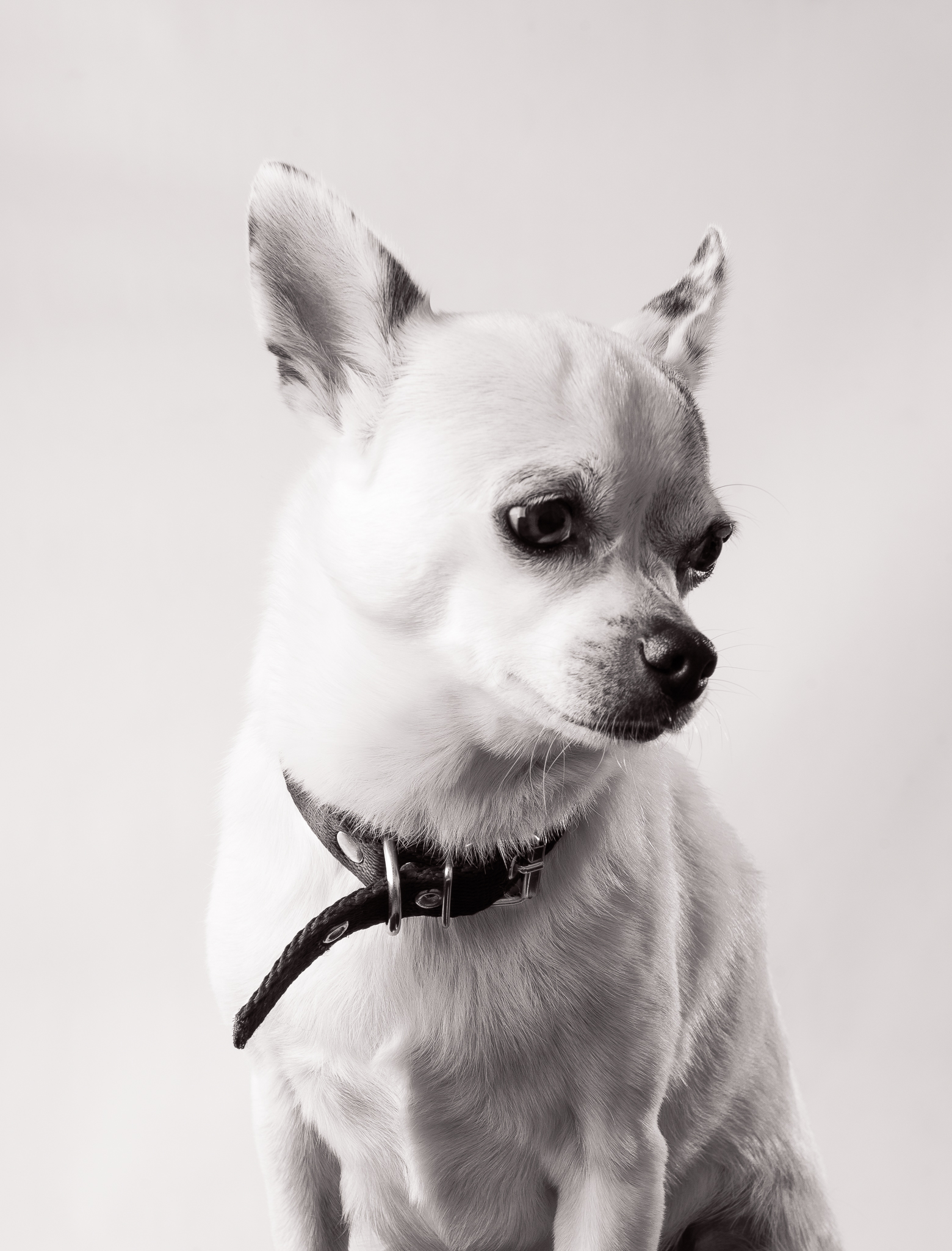 Retrato en blanco y negro de Jack, perro chihuahua