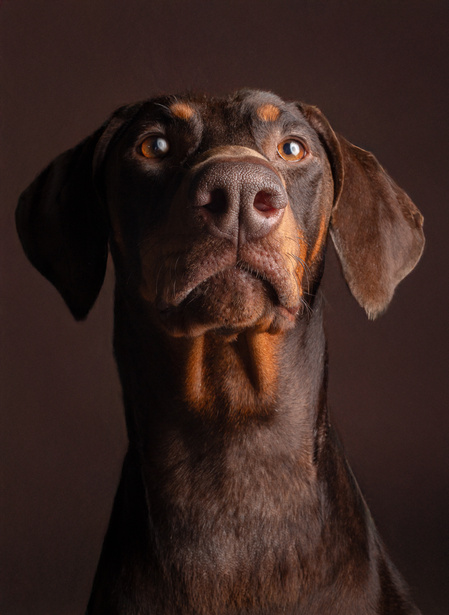 Retrato de Kala, perra dobermann