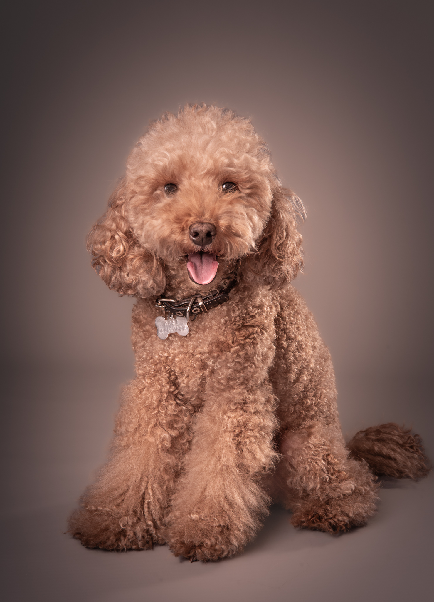 Retrato de Lana, perra caniche