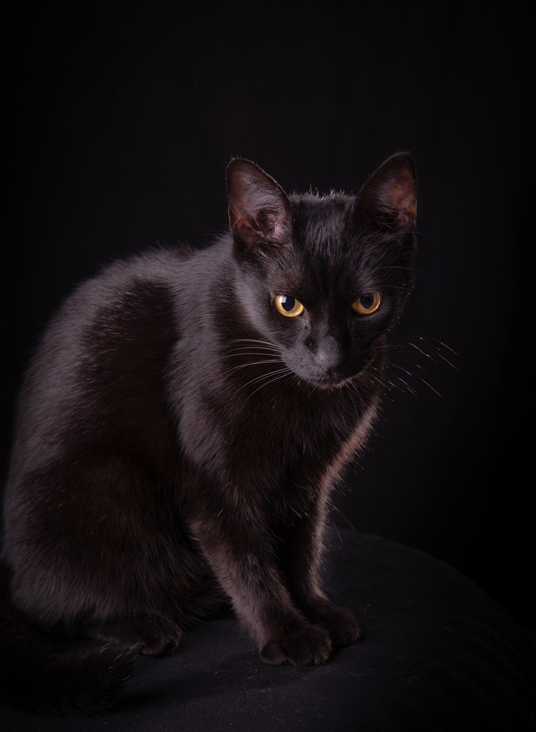 Retrato de Lola, gata negra