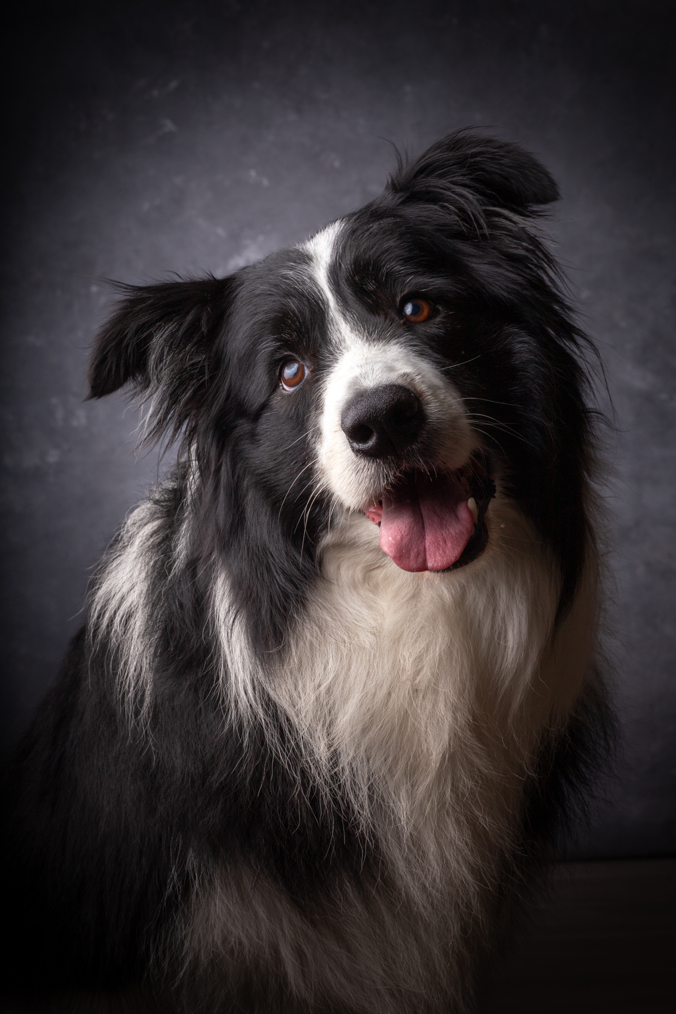 Retrato de Mateo, border collie de ojos bicolor