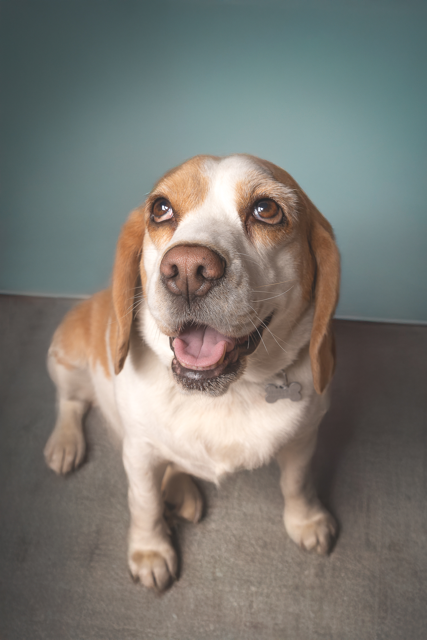 Retrato de Miel, perra beagle