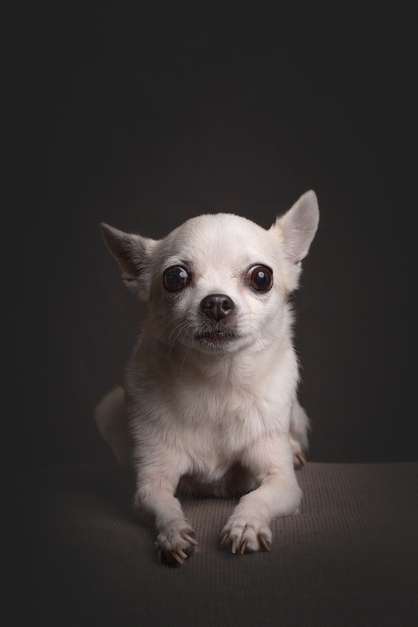 Retrato de Nina, perra chihuahua