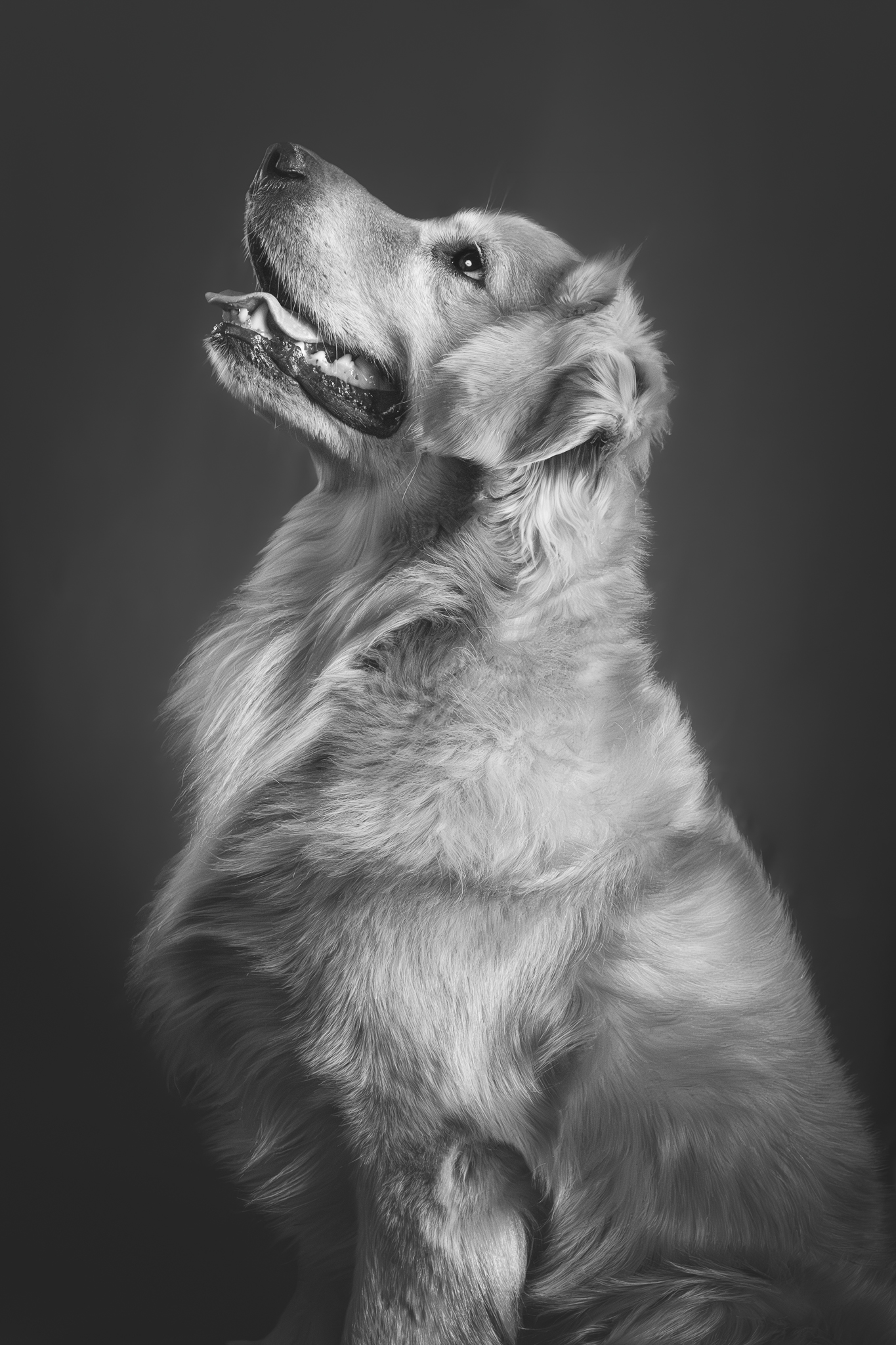 Retrato en blanco y negro de Rocky, golden retriever