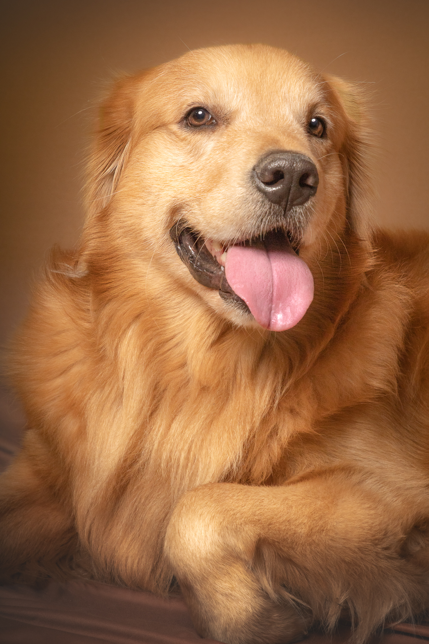 Retrato de Rocky, golden retriever